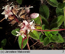 Cuscuta epithymum ssp. epithymum (kanianka macierzankowa)