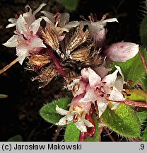 Cuscuta epithymum ssp. epithymum (kanianka macierzankowa)