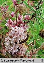 Cuscuta epithymum ssp. epithymum (kanianka macierzankowa)