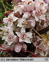 Cuscuta epithymum ssp. epithymum (kanianka macierzankowa)