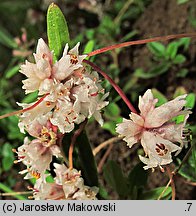 Cuscuta epithymum ssp. epithymum (kanianka macierzankowa)