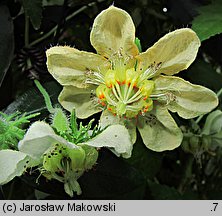Caiophora lateritia