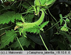 Caiophora lateritia