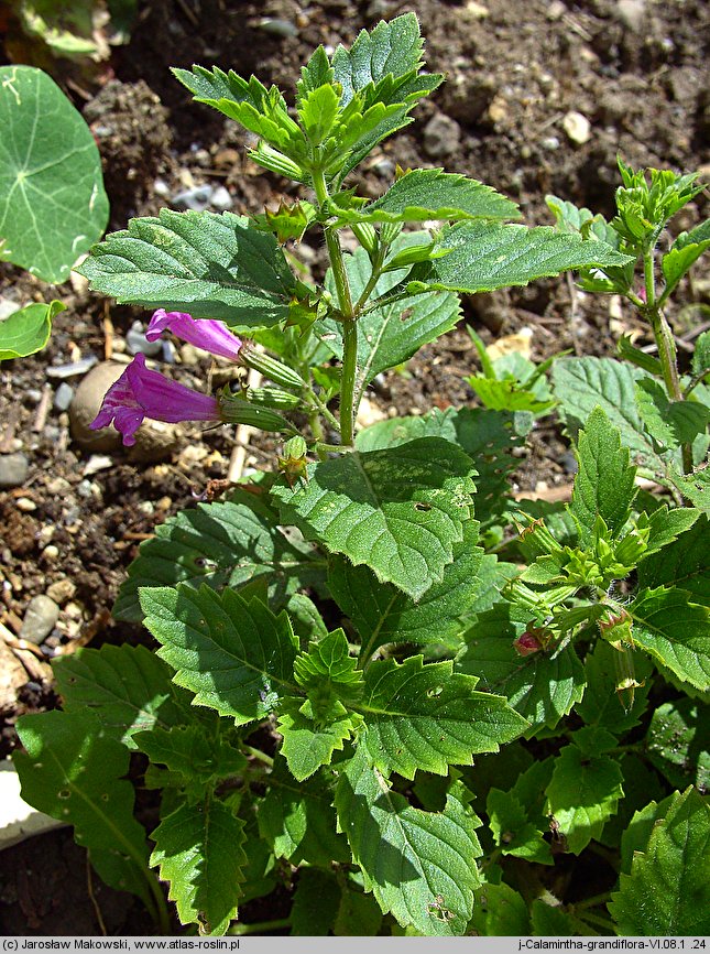 Clinopodium grandiflorum (czyścica wielkokwiatowa)