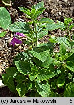 Clinopodium grandiflorum (czyścica wielkokwiatowa)