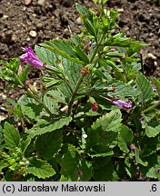 Clinopodium grandiflorum (czyścica wielkokwiatowa)