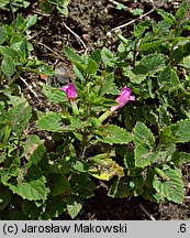 Clinopodium grandiflorum (czyścica wielkokwiatowa)