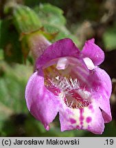 Clinopodium grandiflorum (czyścica wielkokwiatowa)