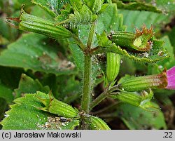 Clinopodium grandiflorum (czyścica wielkokwiatowa)