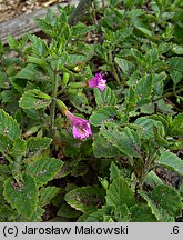 Clinopodium grandiflorum (czyścica wielkokwiatowa)