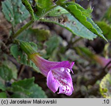 Clinopodium grandiflorum (czyścica wielkokwiatowa)