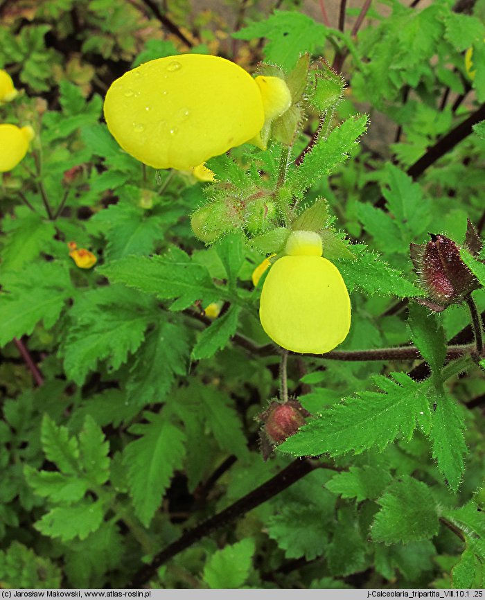 Calceolaria tripartita