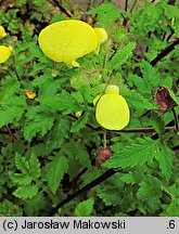 Calceolaria tripartita