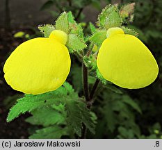 Calceolaria tripartita