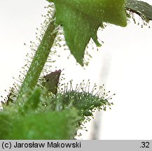 Calceolaria tripartita