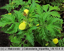 Calceolaria tripartita