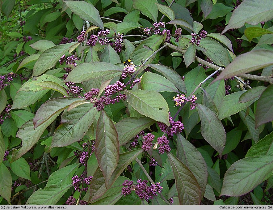 Callicarpa bodinieri (pięknotka Bodiniera)