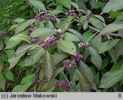 Callicarpa bodinieri (pięknotka Bodiniera)