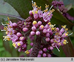 Callicarpa bodinieri (pięknotka Bodiniera)