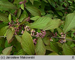 Callicarpa bodinieri (pięknotka Bodiniera)