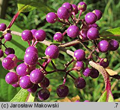 Callicarpa bodinieri (pięknotka Bodiniera)