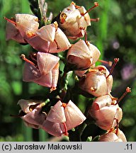 Calluna vulgaris (wrzos pospolity)