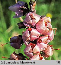 Calluna vulgaris (wrzos pospolity)