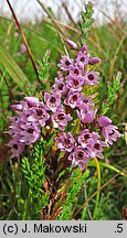 Calluna vulgaris (wrzos pospolity)