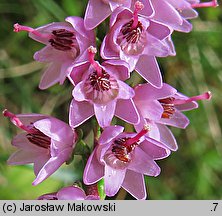 Calluna vulgaris (wrzos pospolity)