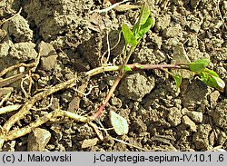 Calystegia sepium (kielisznik zaroślowy)