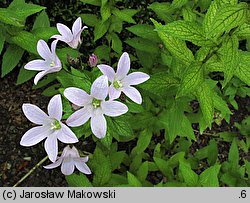 Campanula lactiflora (dzwonek kremowy)