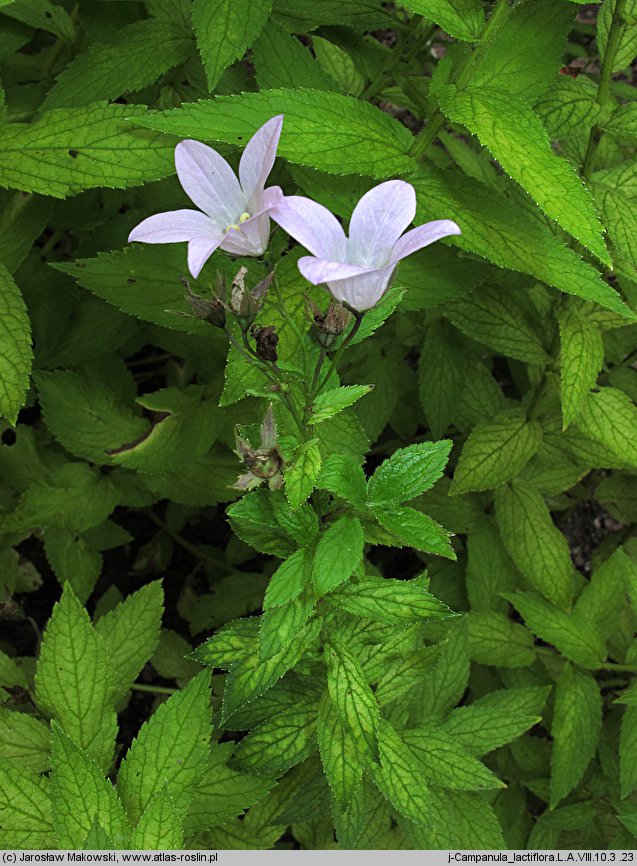 Campanula lactiflora (dzwonek kremowy)