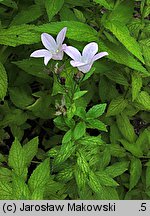 Campanula lactiflora (dzwonek kremowy)