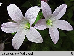 Campanula lactiflora (dzwonek kremowy)