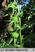 Campanula latifolia (dzwonek szerokolistny)