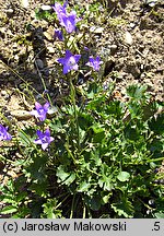 Campanula portenschlagiana (dzwonek dalmatyński)