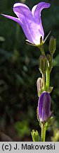 Campanula portenschlagiana (dzwonek dalmatyński)