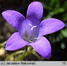 Campanula portenschlagiana (dzwonek dalmatyński)