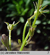 Campanula portenschlagiana (dzwonek dalmatyński)