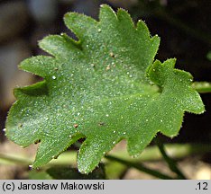 Campanula portenschlagiana (dzwonek dalmatyński)