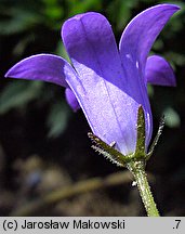 Campanula portenschlagiana (dzwonek dalmatyński)