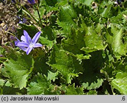 Campanula poscharskyana (dzwonek Poszarskiego)