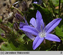 Campanula poscharskyana (dzwonek Poszarskiego)