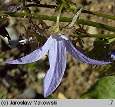 Campanula poscharskyana (dzwonek Poszarskiego)