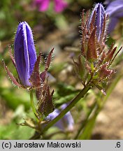 Campanula poscharskyana (dzwonek Poszarskiego)