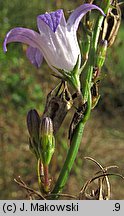 Campanula rapunculus (dzwonek rapunkuł)