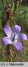 Campanula rapunculus (dzwonek rapunkuł)