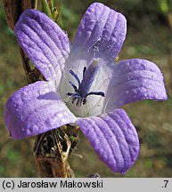 Campanula rapunculus (dzwonek rapunkuł)