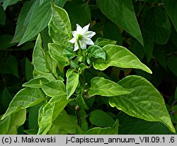 Capsicum annuum (papryka roczna)