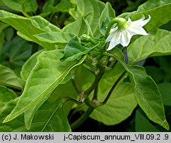 Capsicum annuum (papryka roczna)